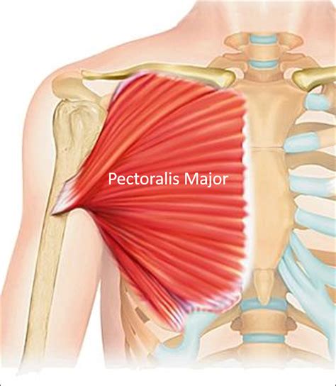 Pectoral Region – Anatomy QA