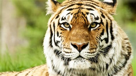 1920x1080 Resolution Tiger Face Color 1080p Laptop Full Hd Wallpaper