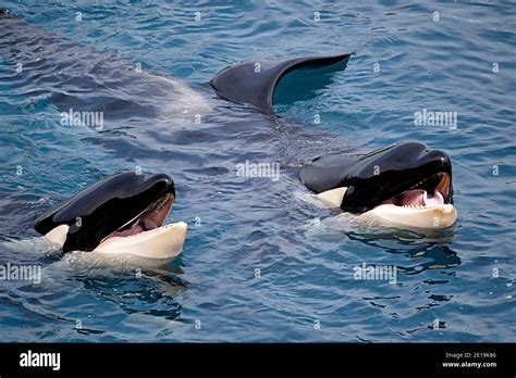 Orca head in mouth hi-res stock photography and images - Alamy