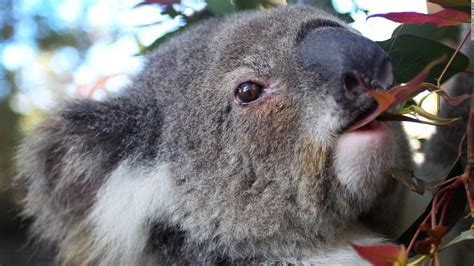 Koalas are dying from chlamydia and climate change is making it worse - CNN