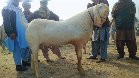 Muhammad Pur Bakra Mandi Rate Down 200 Kilo Ka Bakra Mandi Ma A Gaya