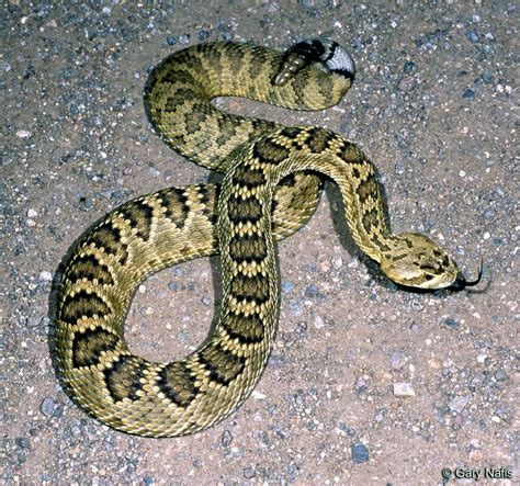 Crotalus Scutulatus Mojave Rattlesnake Mojave Rattlesnake