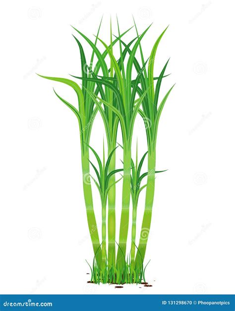 Sugar Cane Plant Stock Vector Illustration Of Sugarcane 131298670