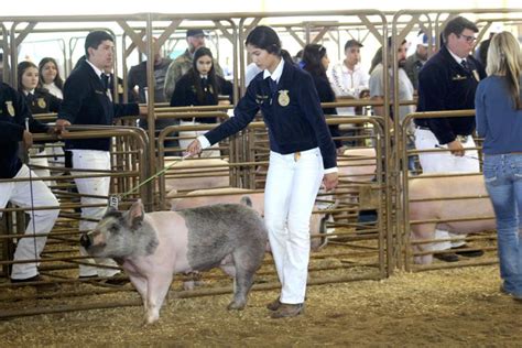 Gustine Ffa Earn Host Of Spring Fair Honors School News