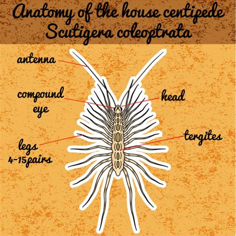 House Centipedes: How to Identify & Get Rid of Them