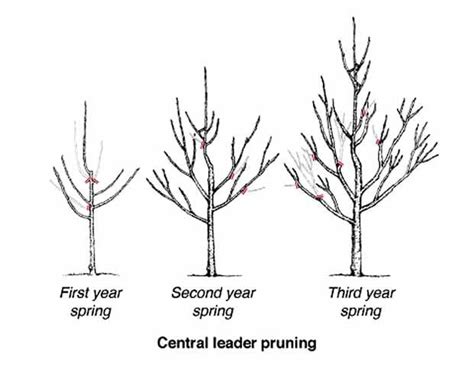 Pruning apple trees | Home/Garden | messagemedia.co