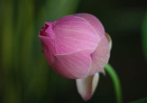 Lotus Bud - Pentax User Photo Gallery