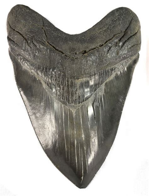 Large Serrated Fossil Megalodon Tooth For Sale