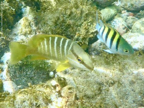 Snorkeling in Palm Island | Snorkeling in St Vincent and the Grenadines