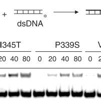 Dna Binding And Stability Of Rad Dna Complexes A Binding Of