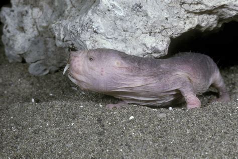 Ang Naked Mole Rat Ay Isang Kakaibang Hayop