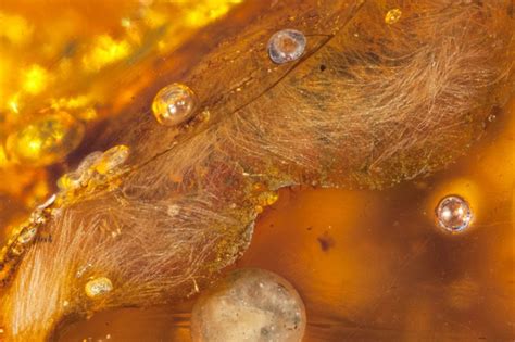 Near-perfect wings from dinosaur times discovered in amber - The Verge