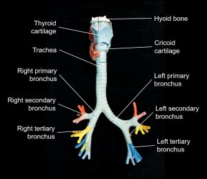 chapter  respiratory system human anatomy master