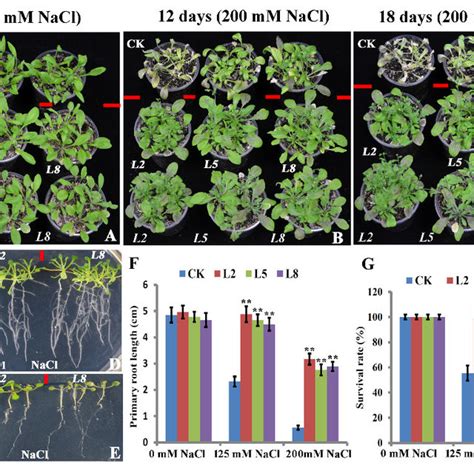 Phenotypes Of Transgenic Arabidopsis Plants Overexpressing Boltlp1