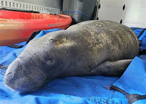 Manatee Rescued From Key Largo Canal Local News