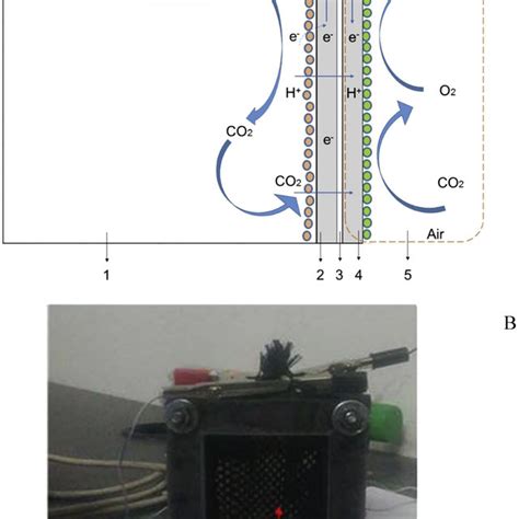 Single Chamber Microbial Fuel Cell Scmfc With A Cathodic Microalgal