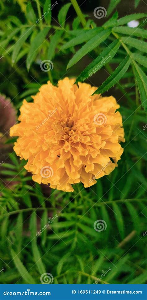 Best Marigold Flower Stock Image Image Of Beautiful 169511249