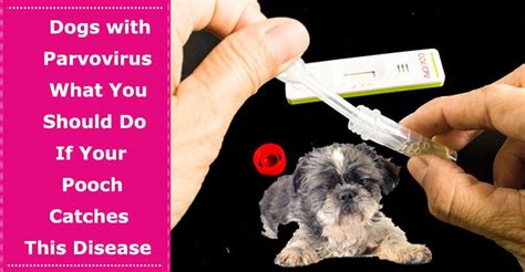 Dogs with Parvovirus: What You Should Do If Your Pooch Catches This ...