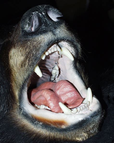 Black Bear Mouth Teeth - Free photo on Pixabay - Pixabay