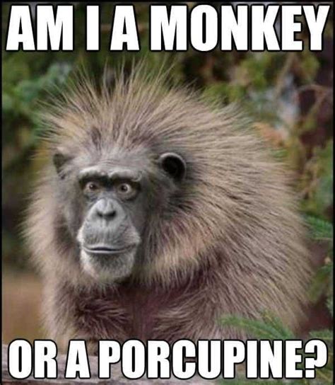 Monkey Meme Discover more interesting Baboon, Chimp, Gorilla, Monkey ...