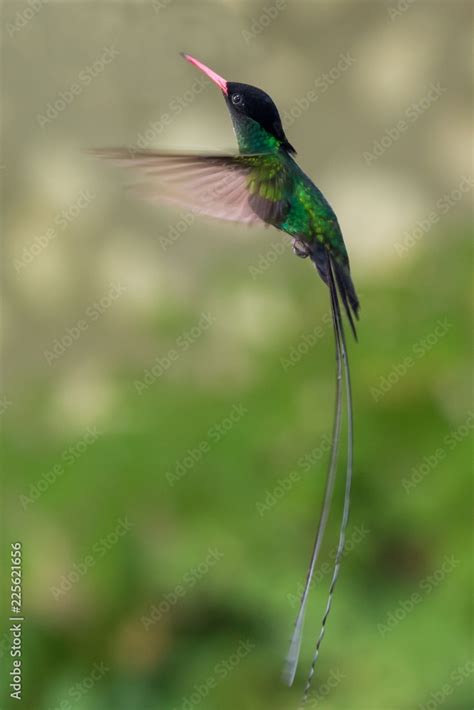 Jamaica's National Bird - Doctor Bird Hummingbird Stock Photo | Adobe Stock