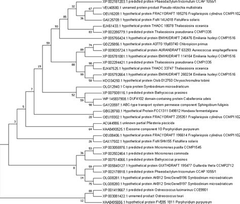 Phylogenetic analysis of Pt2015 proteins. In total, 34 protein ... 