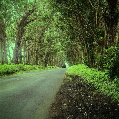 Tunnel of Trees | Country roads, Nature, Road