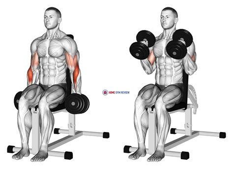 Dumbbell Seated Hammer Curl - Home Gym Review