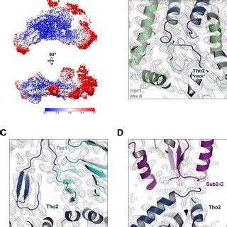 Cryo EM structure of the THO Sub2 complex at 3 70 Å resolution A 669