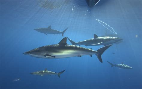 Cuba's shark conservation could help Florida sealife - Sun Sentinel