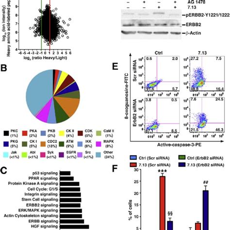 Pegfr Erbb Dimer And Perbb In Human Tissue Microarray A