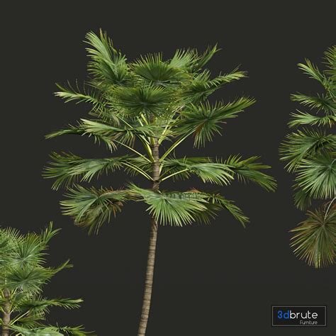 New Plant High detail Saribus Rotundifolius 3d model Buy Download 3dbrute