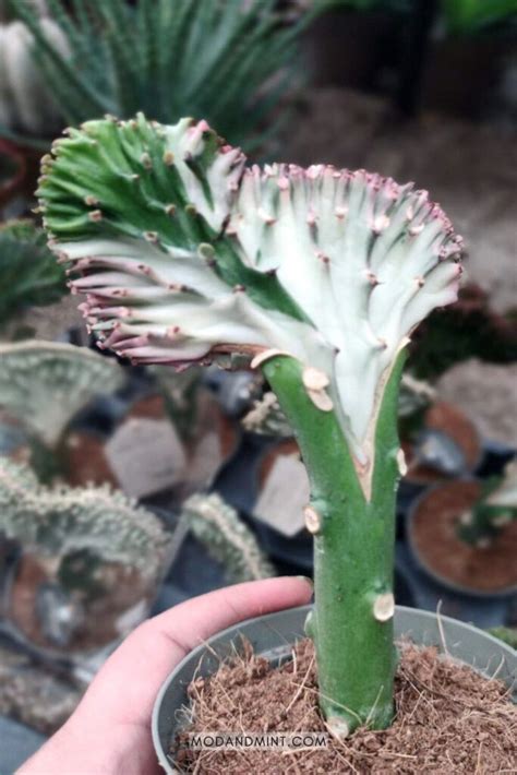 Coral Cactus Care Guide - Euphorbia Lactea Cristata Plant