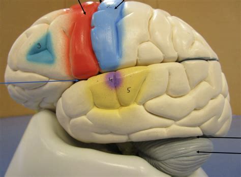 Lateral Brain Colored Diagram Quizlet