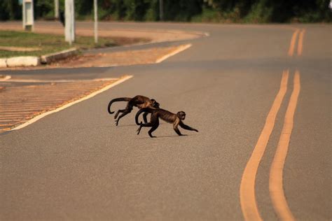 Biodiversidade Brasileira On Twitter Passei Um M S Na Amaz Nia E Aqui