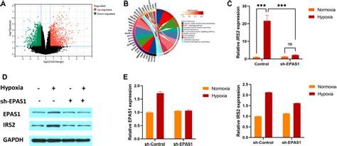 Frontiers Regulation Of Erythroid Differentiation In K562 Cells By The Epas1 Irs2 Axis Under