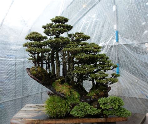 Bonsai Moravia Blog: JAPAN 2017 - #16 MASAHIKO KIMURA