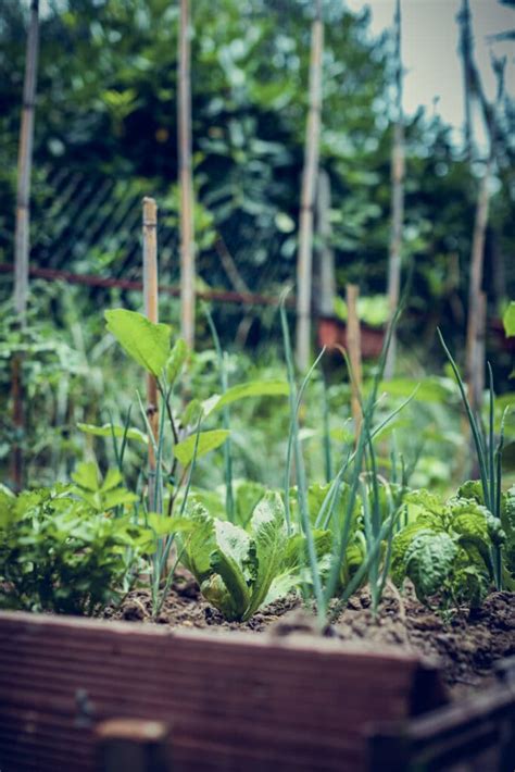 How to Create a Raised Bed Vegetable Garden - Matt Mernagh