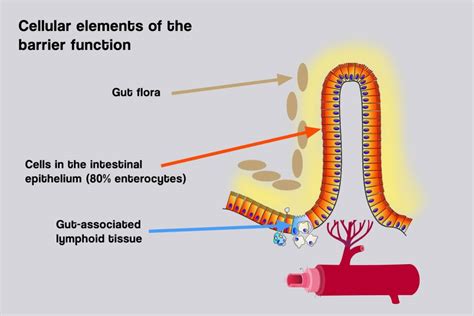 The gut’s barrier function in production animals | PlusVet Animal Health