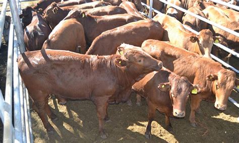 Farmers Can Still Export Weaners To Sa Business The Namibian