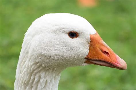 Embden Goose Meet The White Embden Goose With Pictures