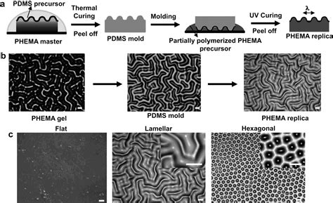 Figure From The Control Of Stem Cell Morphology And Differentiation