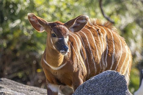 Endangered Species at the Zoo - Brevard Zoo