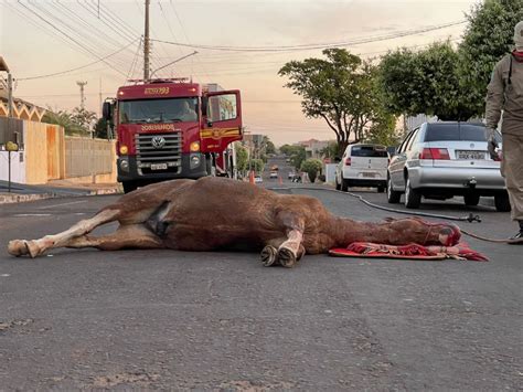 Cavalo é atacado por enxame de abelhas em Nova Andradina Jornal da Nova