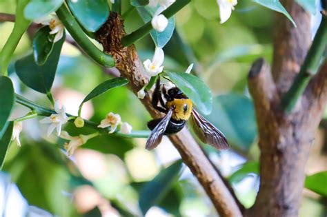 Carpenter Bees - Pointe Pest Control