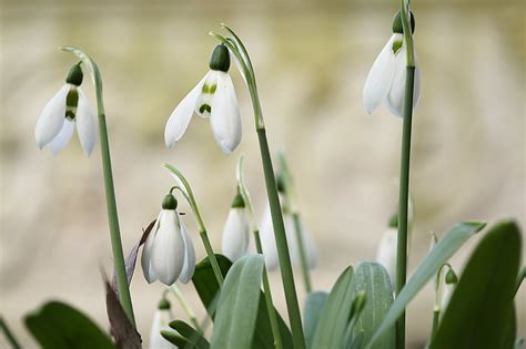 Royalty Free Photo Focus Photography Of White Flowers Pickpik