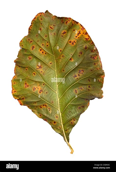 Leaf structure and decomposition Cut Out Stock Images & Pictures - Alamy