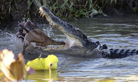 Crocodilo De Gua Salgada O Maior Entre Estes R Pteis Mar Sem Fim