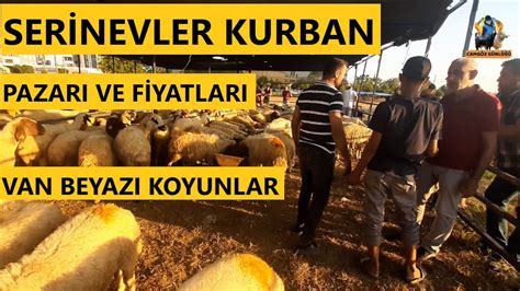 Adana Serinevler Kurbanl K Fiyatlar Kurban Pazar Hayvan