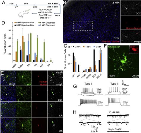 HPSC Derived Interneuron Subtype Maturation And Functional Integration